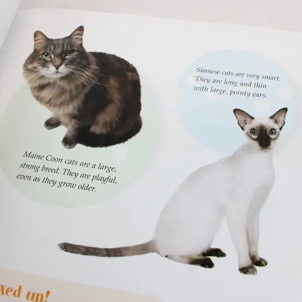 Kittens Bobbie Kalman Niki Walker Pet Care Paperback