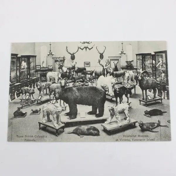 Vintage Some British Columbia Animals Provincial Museum Victoria Postcard