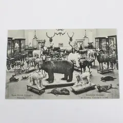 Vintage Some British Columbia Animals Provincial Museum Victoria Postcard