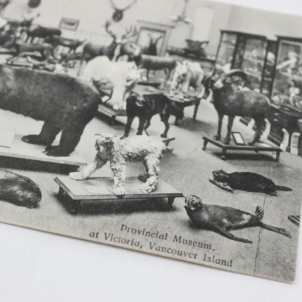 Vintage Some British Columbia Animals Provincial Museum Victoria Postcard