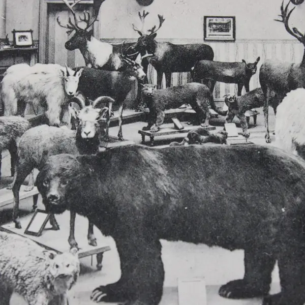 Vintage Some British Columbia Animals Provincial Museum Victoria Postcard