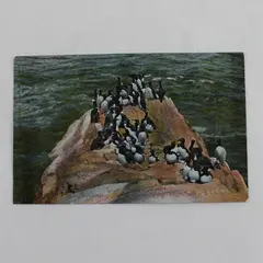 Vintage Murres Carroll Island West Coast Of Washington Color Litho Postcard