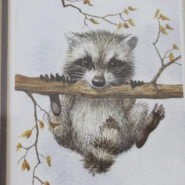 Baby Raccoon Watercolor LE Print Peter J. O'Callaghan11x9 Signed Framed Matted
