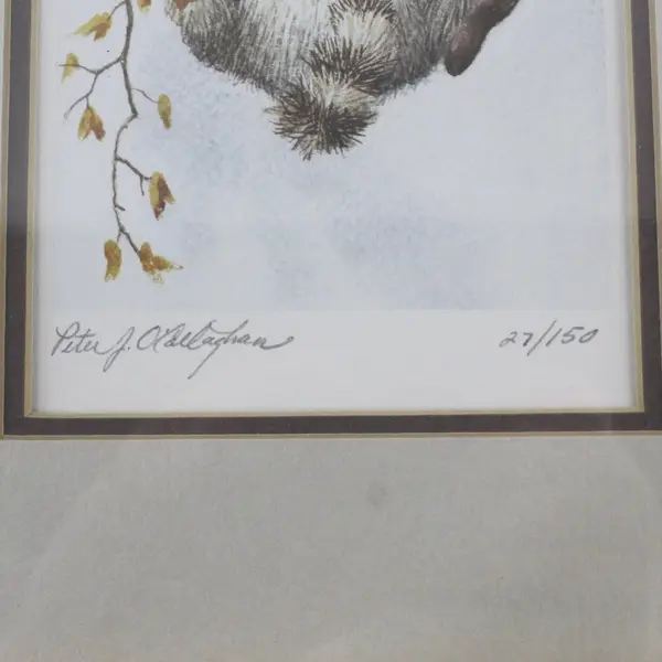 Baby Raccoon Watercolor LE Print Peter J. O'Callaghan11x9 Signed Framed Matted
