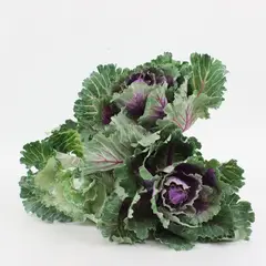 RAZ Imports Lot of 3 Faux Cabbage Plants Artificial Greenery Decor