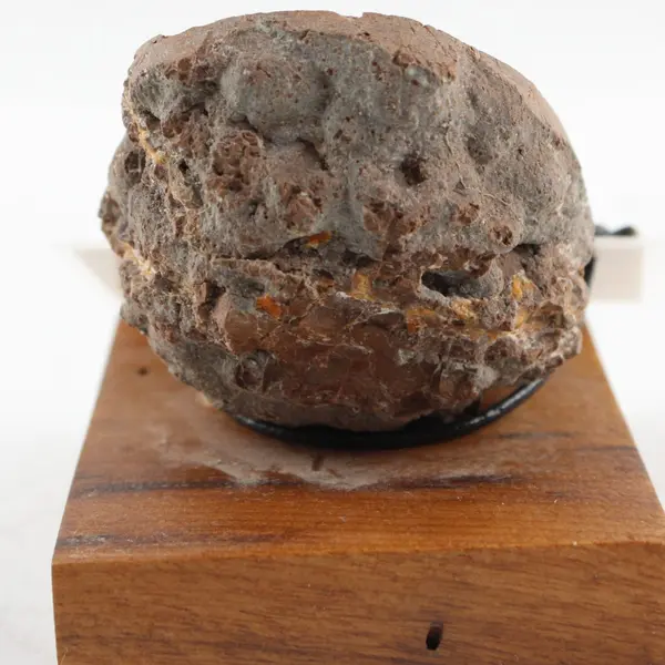 Polished Oregon Thunderegg Specimen Myrtlewood Display Base