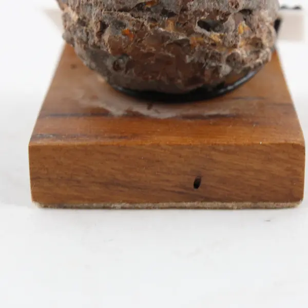 Polished Oregon Thunderegg Specimen Myrtlewood Display Base
