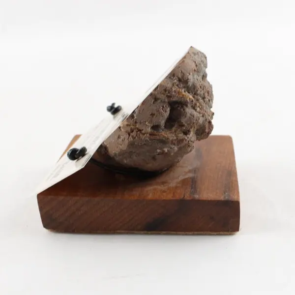 Polished Oregon Thunderegg Specimen Myrtlewood Display Base