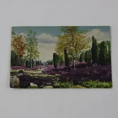 Vintage 1930s Lüneburg Heath Germany Color Postcard