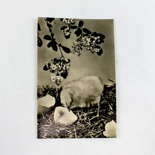 1962 Easter Baby Chick German DDR RPPC Real Photo Postcard