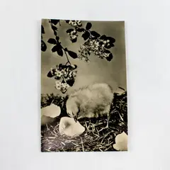 1962 Easter Baby Chick German DDR RPPC Real Photo Postcard