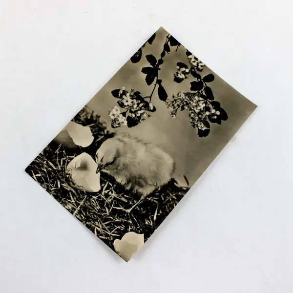 1962 Easter Baby Chick German DDR RPPC Real Photo Postcard