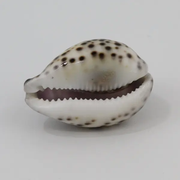 Aloha Hawaii Hand-Carved Cowrie Seashell Souvenir Purple Floral Decor