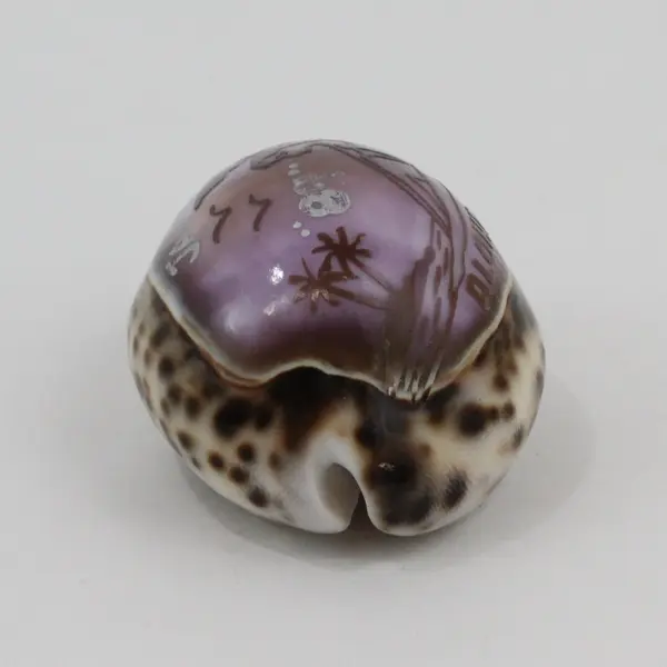 Aloha Hawaii Hand-Carved Cowrie Seashell Souvenir Purple Floral Decor