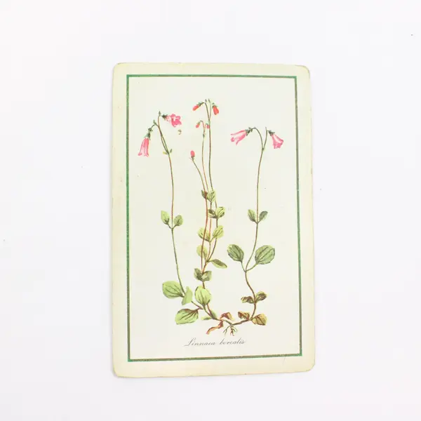 Lot of 2 Playing Card Decks North Manchester Indiana & Linnaea Borealis