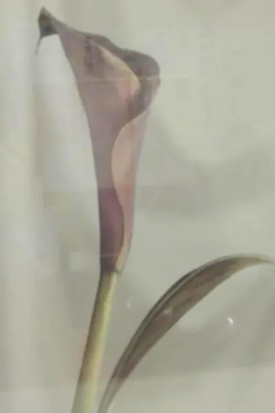 Framed Purple Calla Lily Art Print Cherry Wood Frame 22.5x18.5in Factory Sealed