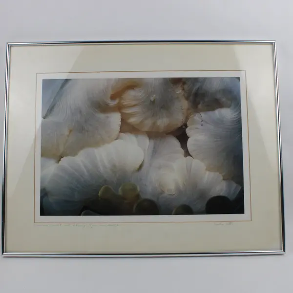 Dorothy Cutter Signed Numbered Framed Anemone Mouth & Shrimp Art Print 24x18