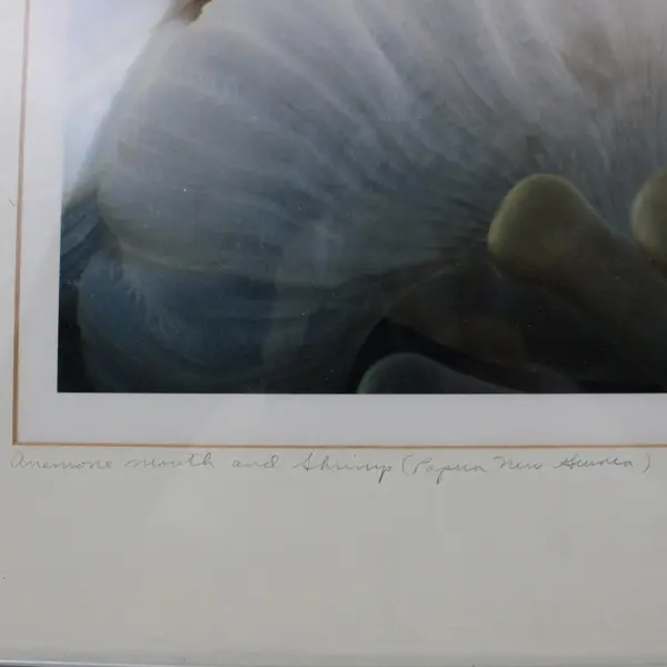 Dorothy Cutter Signed Numbered Framed Anemone Mouth & Shrimp Art Print 24x18