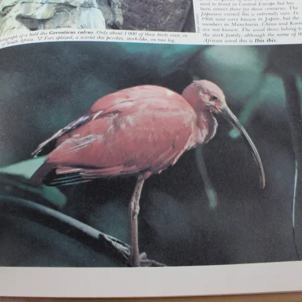 VTG Funk & Wagnalls Wildlife Encyclopedia Vol 10 HYD - LAM 1974 Hardcover
