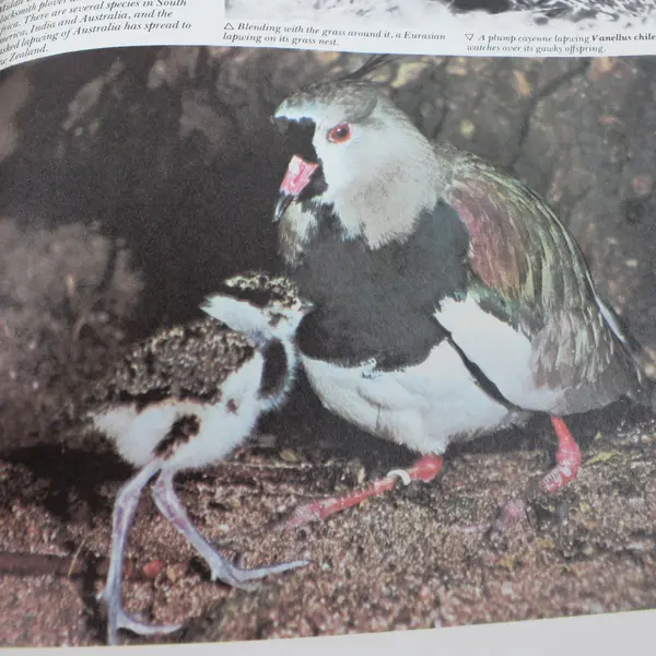 VTG Funk & Wagnalls Wildlife Encyclopedia Vol 11 Hardcover LAM - MAN 1974