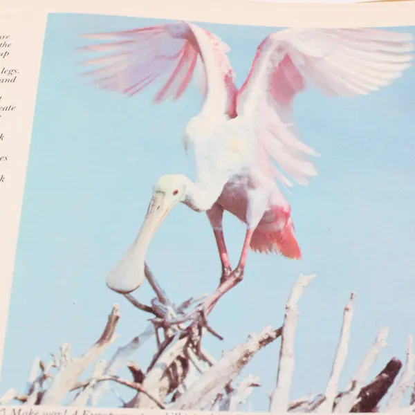VTG Funk & Wagnalls Wildlife Encyclopedia Vol 18 SKY - STO Hardcover 1974