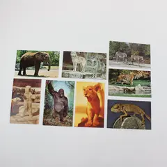 Lot of 8 Vintage 1960s St. Louis Zoological Park Animal Postcards
