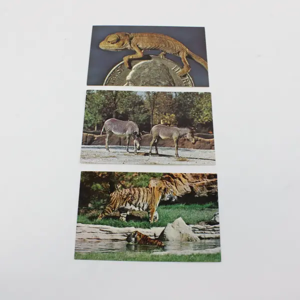 Lot of 8 Vintage 1960s St. Louis Zoological Park Animal Postcards