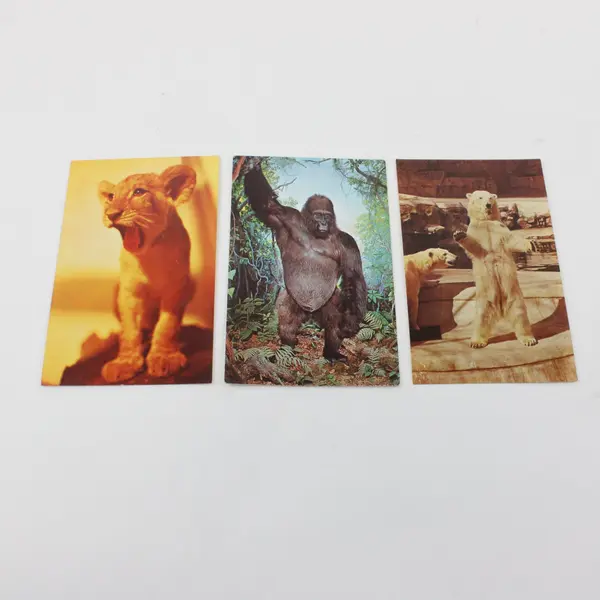 Lot of 8 Vintage 1960s St. Louis Zoological Park Animal Postcards