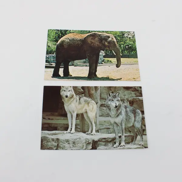 Lot of 8 Vintage 1960s St. Louis Zoological Park Animal Postcards