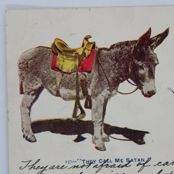 Antique 1906 Colorado They Call Me Satan Saddled Burro Donkey Postcard