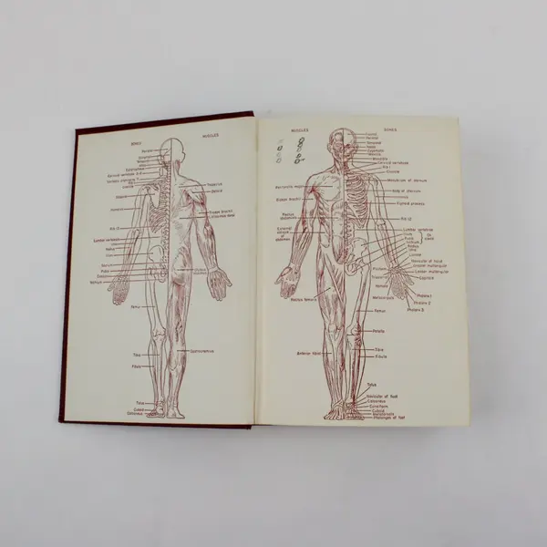 Physiology and Anatomy by Greisheimer 7th Ed Hardcover Textbook 1975