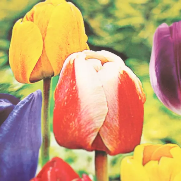 Tulips From Amsterdam Cotton Tote Bag Reusable Floral Tulip Shopping Bag