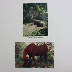 Lot of 2 High Desert Museum Smith-Western CT-2783 Horse Elk Wildlife Postcards