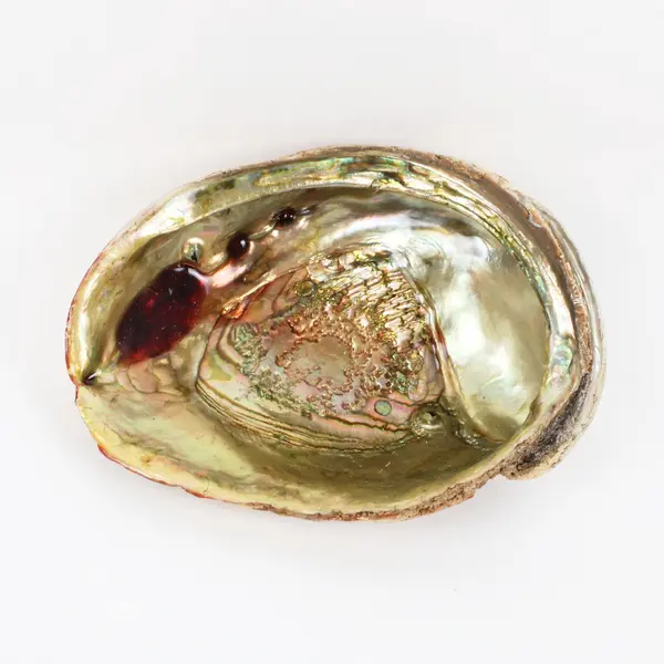 Polished Red Abalone Shell 8 Inch Seashell Coastal Decor