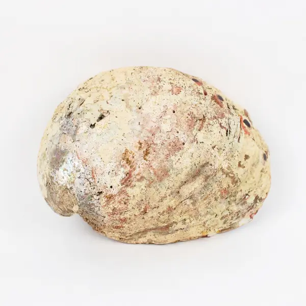 Polished Red Abalone Shell 8 Inch Seashell Coastal Decor