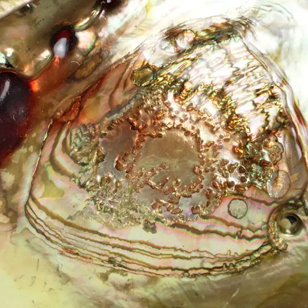 Polished Red Abalone Shell 8 Inch Seashell Coastal Decor