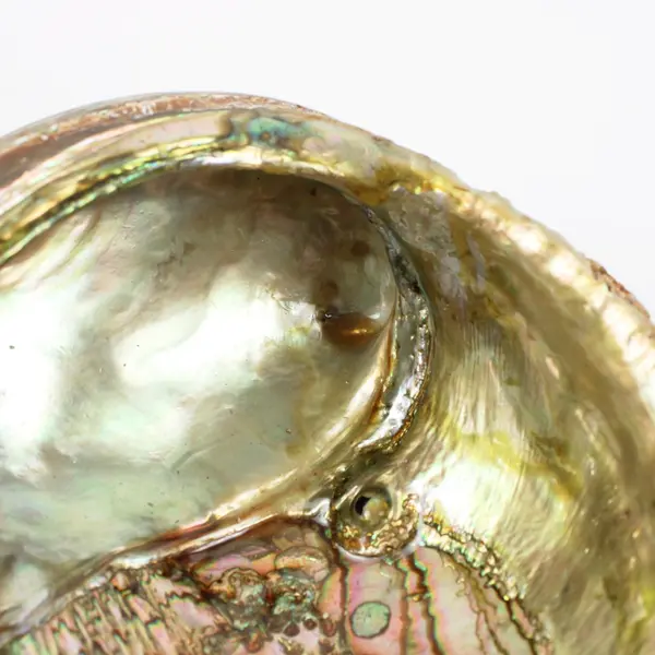Polished Red Abalone Shell 8 Inch Seashell Coastal Decor