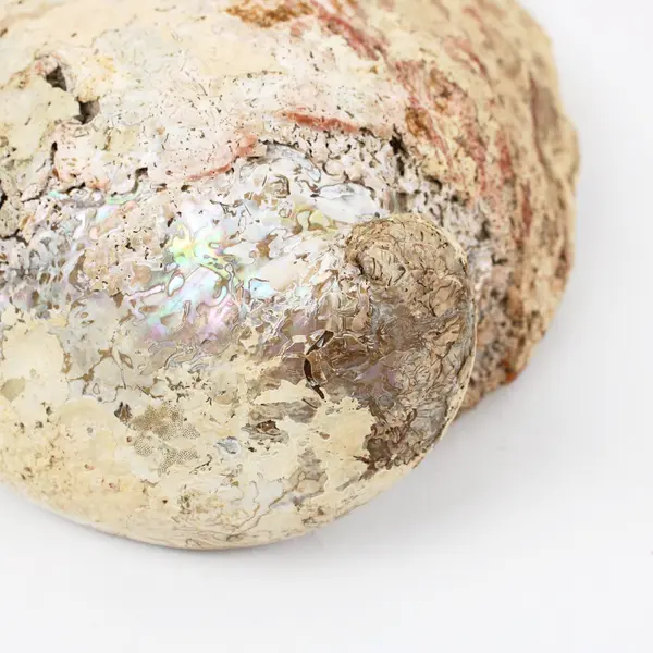 Polished Red Abalone Shell 8 Inch Seashell Coastal Decor