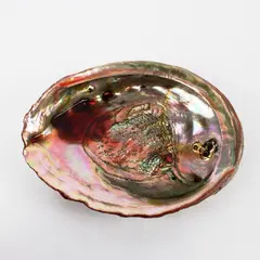 8 Inch Abalone Shell Iridescent Multicolor Encrusted Exterior Coastal Decor