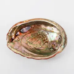 Polished Red Abalone Shell 8 Inch Coastal Decor Seashell