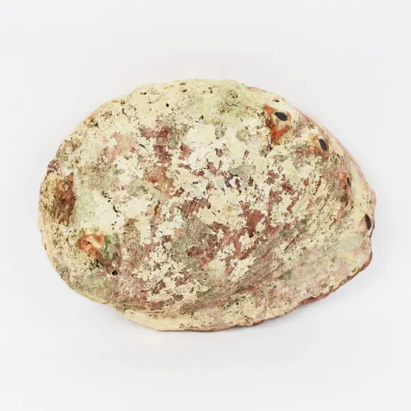 Polished Red Abalone Shell 8 Inch Coastal Decor Seashell