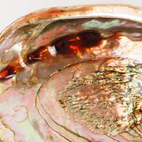 Polished Red Abalone Shell 8 Inch Coastal Decor Seashell