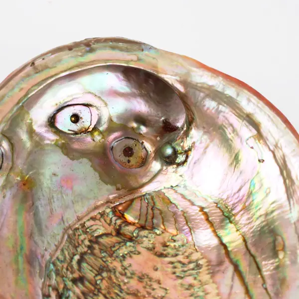 Polished Red Abalone Shell 8 Inch Coastal Decor Seashell