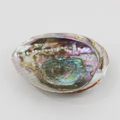 Natural Abalone Shell Iridescent Decorative Seashell 6 x 4.5 Inch