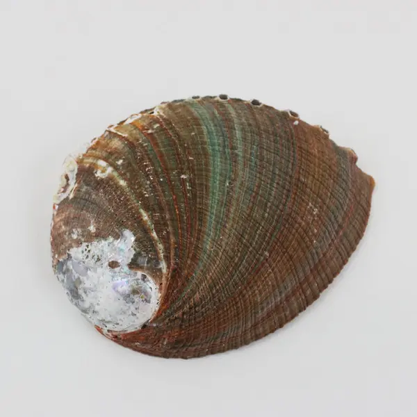 Natural Abalone Shell Iridescent Decorative Seashell 6 x 4.5 Inch