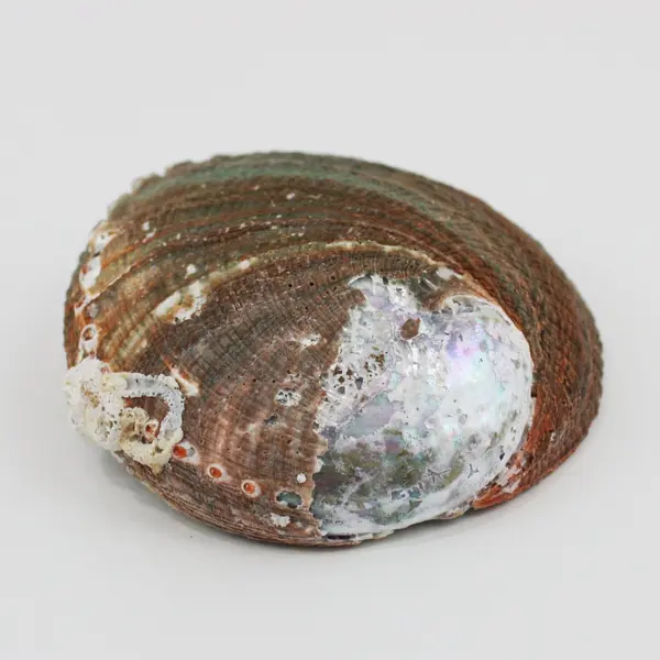Natural Abalone Shell Iridescent Decorative Seashell 6 x 4.5 Inch