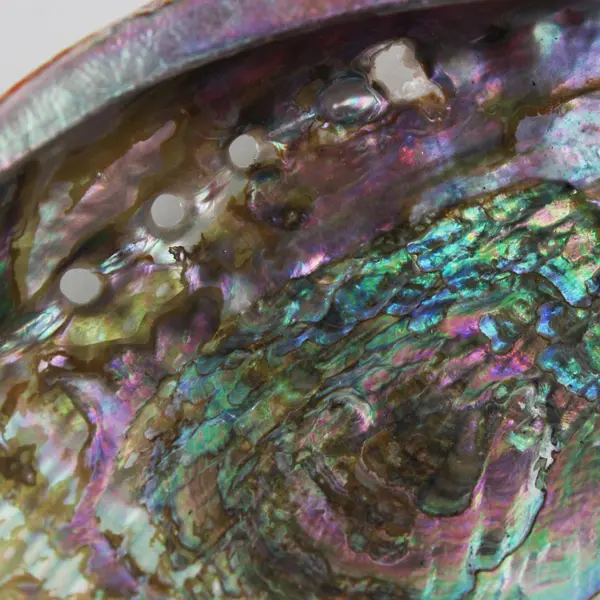 Natural Abalone Shell Iridescent Decorative Seashell 6 x 4.5 Inch