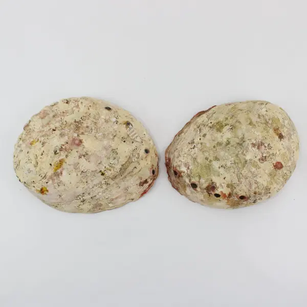 Lot of 2 Red Abalone Shells 7.5in & 8in Coastal Decor Flawed