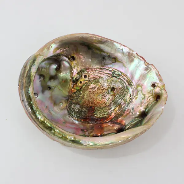 Lot of 2 Red Abalone Shells 7.5in & 8in Coastal Decor Flawed