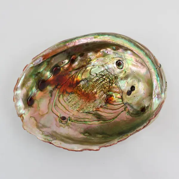 Lot of 2 Red Abalone Shells 7.5in & 8in Coastal Decor Flawed